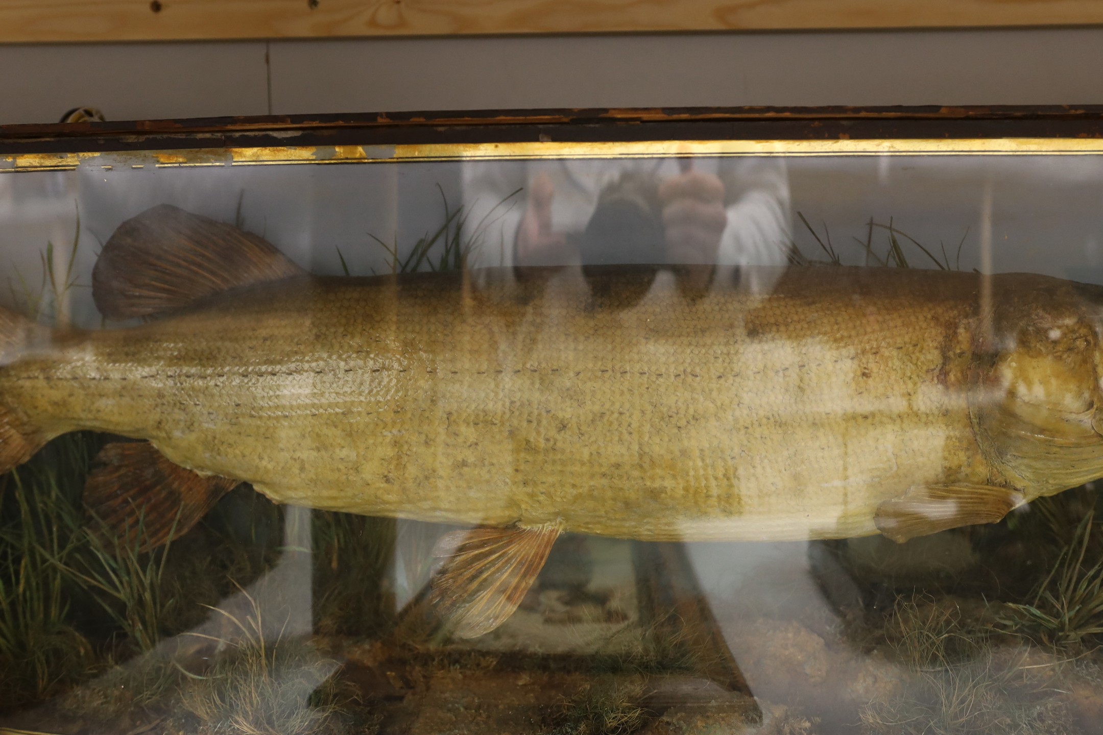Taxidermy - a Victorian / Edwardian pike in a bowfront case